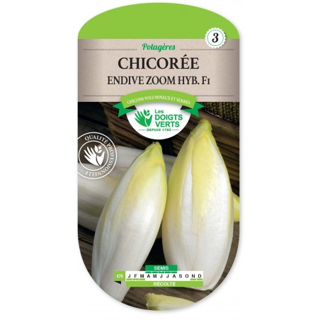 CHICOREE ENDIVE ZOOM HYBRIDEF1 cat3