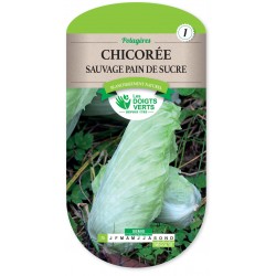 CHICOREE SAUVAGE PAIN DE SUCRE cat1