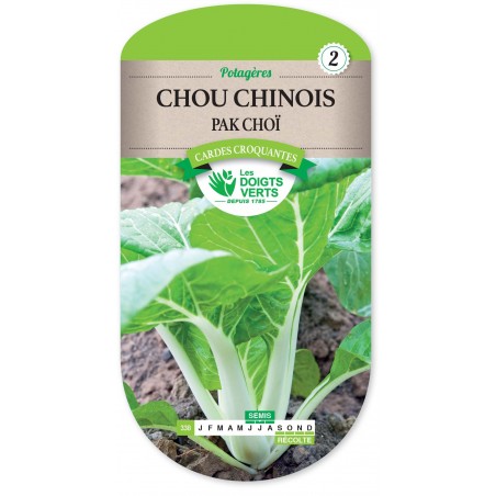CHOU CHINOIS PAK CHOI CHOU CHINOIS PAK CHOI