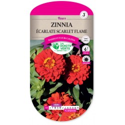 ZINNIA ECARLATE SCARLET FLAME CAT3