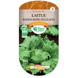 LAITUE BATAVIA  REINE DES GLACES cat3