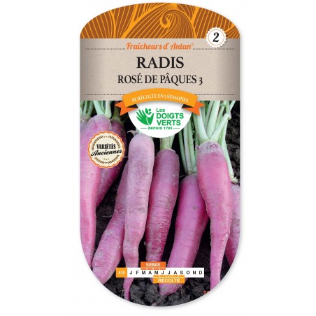 RADIS ROSE DE PaQUES ANTAN cat2 RADIS ROSE DE PaQUES ANTAN cat2