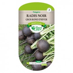 RADIS NOIR GROS ROND...