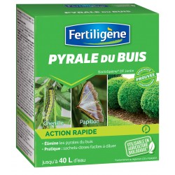 PYRALE DU BUIS CONCENTRÉ...