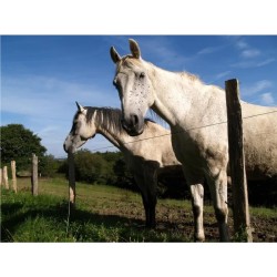 FIL CLÔTURE ÉLECTRIQUE...