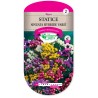STATICE SINUATA HYBRIDE VARIE cat2