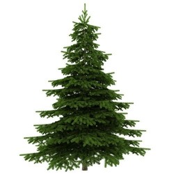 SAPIN EPICEA COUPÉ 200-300CM