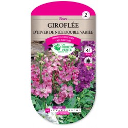 GIROFLÉE D'HIVER DE NICE...