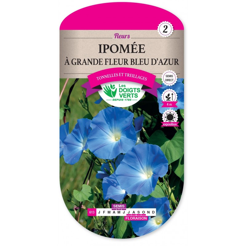 IPOMEE A GRANDE FLEUR BLEU D AZUR cat2