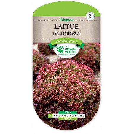LAITUE FRISEE HIVER LOLLO ROSSA CAT 2 LAITUE FRISEE HIVER LOLLO ROSSA CAT 2