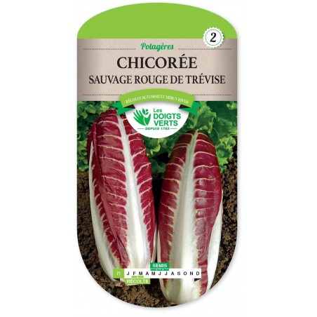 CHICOREE SAUVAGE ROUGE TREVISE cat2 CHICOREE SAUVAGE ROUGE TREVISE cat2