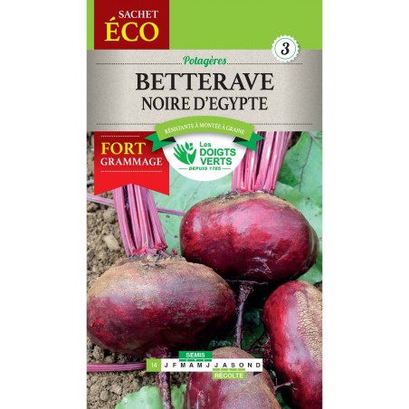 BETTERAVE NOIRE EGYPTE CAT3 BETTERAVE NOIRE EGYPTE CAT3