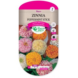 ZINNIA PEPPERMINT STICK