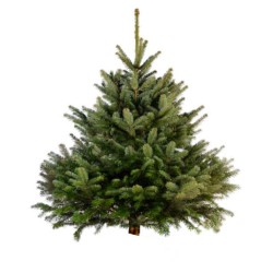 SAPIN NORDMANN PIED COUPÉ...