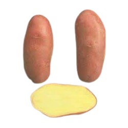 SAC 3KG POMME DE TERRE...