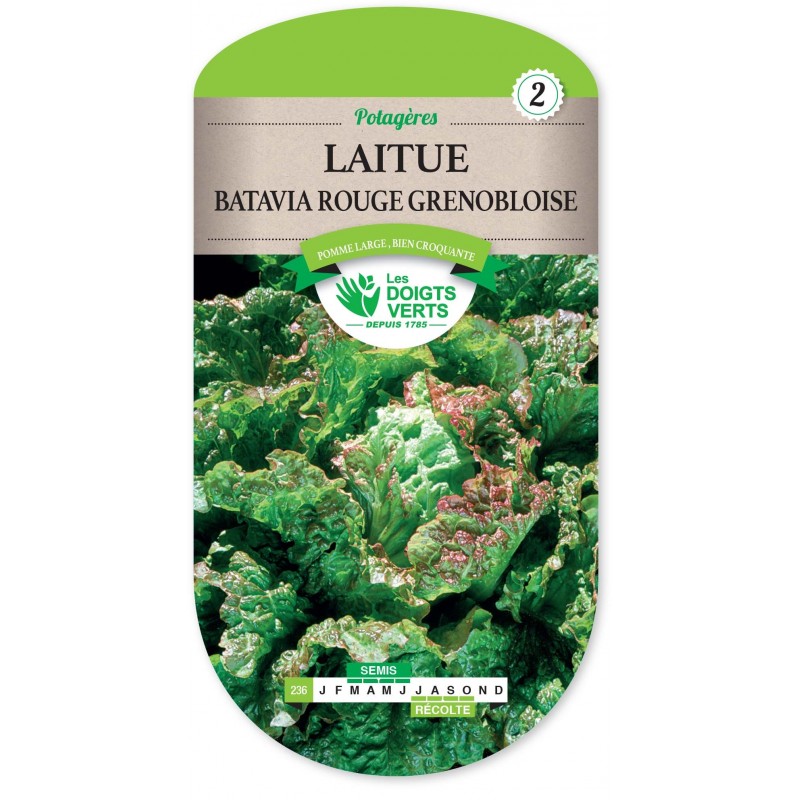 LAITUE BATAVIA ROUGE GRENOBLOISE