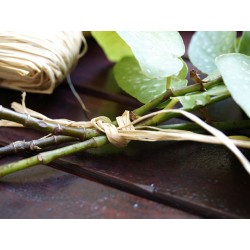 RAPHIA NATUREL 50G - NORTENE