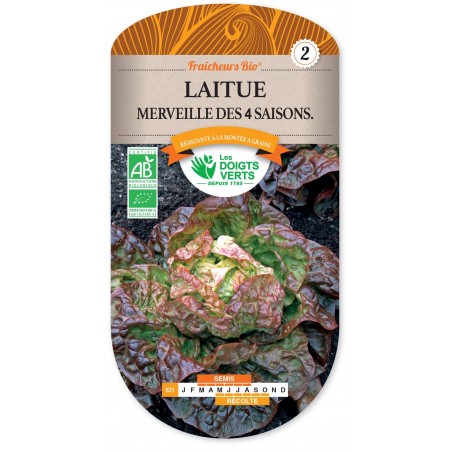 LAITUE MERVEILLE DES 4 SAISONS cat2 LAITUE MERVEILLE DES 4 SAISONS cat2