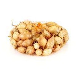 OIGNONS JAUNES STURON FILET...