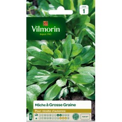 MÂCHE À GROSSE GRAINE -...