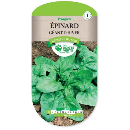 EPINARD GEANT D HIVER cat1 EPINARD GEANT D HIVER cat1