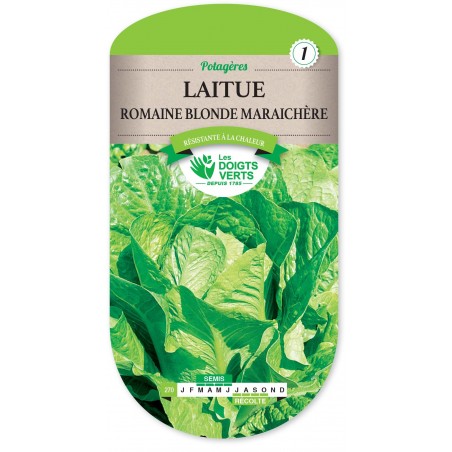 LAITUE ROMAINE BLONDE MARAICHERE LAITUE ROMAINE BLONDE MARAICHERE