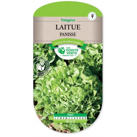 LAITUE PANISSE (FEUILLE DE CHENE POMMEE) LAITUE PANISSE (FEUILLE DE CHENE POMMEE)