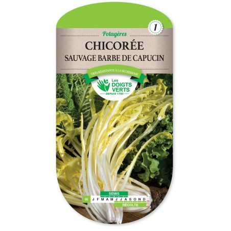 CHICOREE SAUVAGE AMERE BARBE DE CAPUCIN 100G