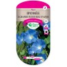 IPOMEE A GRANDE FLEUR BLEU D AZUR cat2