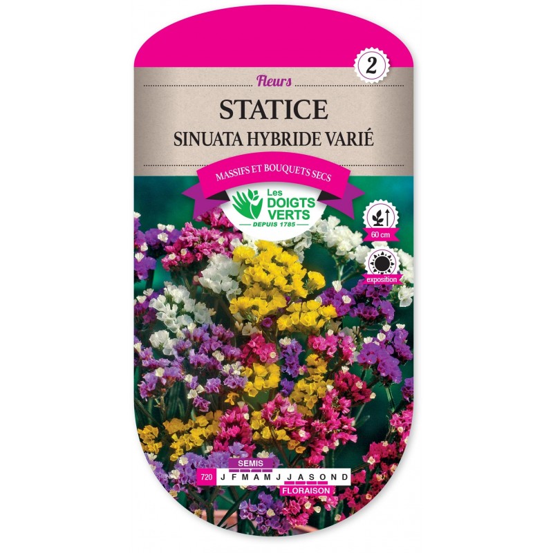 STATICE SINUATA HYBRIDE VARIE cat2