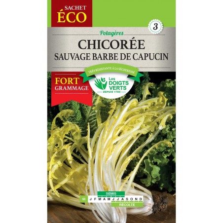 CHICOREE SAUVAGE AMERE CHICOREE SAUVAGE AMERE