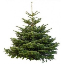 SAPIN NORDMANN COUPÉ 150-200CM