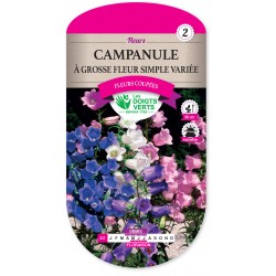 CAMPANULE A GROSSE FLEUR...
