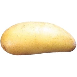 SAC POMMES DE TERRE...