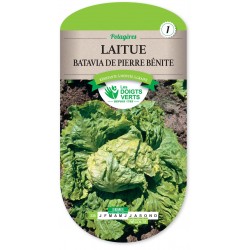 LAITUE BATAVIA PIERRE BENITE cat1