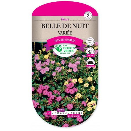 BELLE DE NUIT VARIEE cat2 BELLE DE NUIT VARIEE cat2