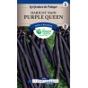 HARICOT NAIN PURPLE QUEEN cat3