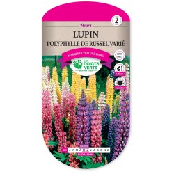 LUPIN POLYPHYLLE DE RUSSEL VARIE cat2