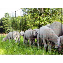 FILET MOUTON L.50M x H.90CM...