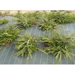 TOILE DE PAILLAGE 100G/M²...