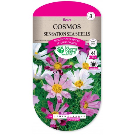 COSMOS SENSATION SEA SHELLS CAT3 COSMOS SENSATION SEA SHELLS CAT3