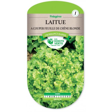 LAITUE A COUPER FEUILLE CHENE cat1 LAITUE A COUPER FEUILLE CHENE cat1