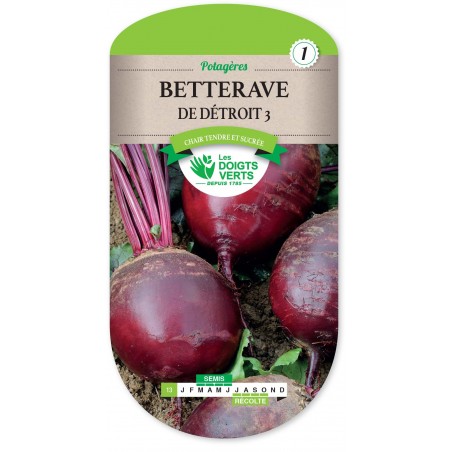 BETTERAVE DE DETROIT GLOBE cat1 BETTERAVE DE DETROIT GLOBE cat1