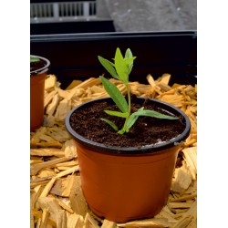 GODETS PLASTIQUES X20 7X6CM...