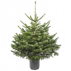 SAPIN NORDMANN EN POT...