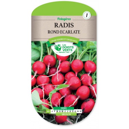 RADIS ROND ECARLATE HATIF cat1 RADIS ROND ECARLATE HATIF cat1