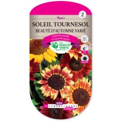 SOLEIL TOURNESOL BEAUTÉ D’AUTOMNE VARIÉ cat2