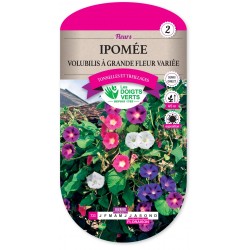 IPOMÉE VOLUBILIS À GRANDE FLEUR VARIÉE cat2