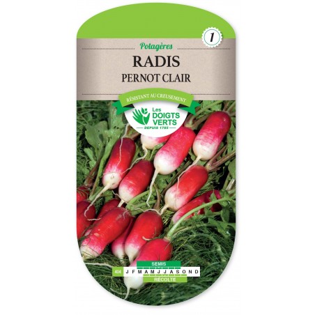 RADIS PERNOT 1 2 LG ROSE cat1 RADIS PERNOT 1 2 LG ROSE cat1