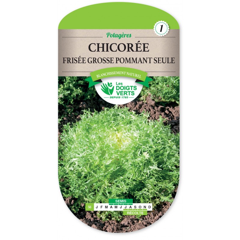 CHICORÉE FRISÉE GROSSE POMMANT SEULE cat1